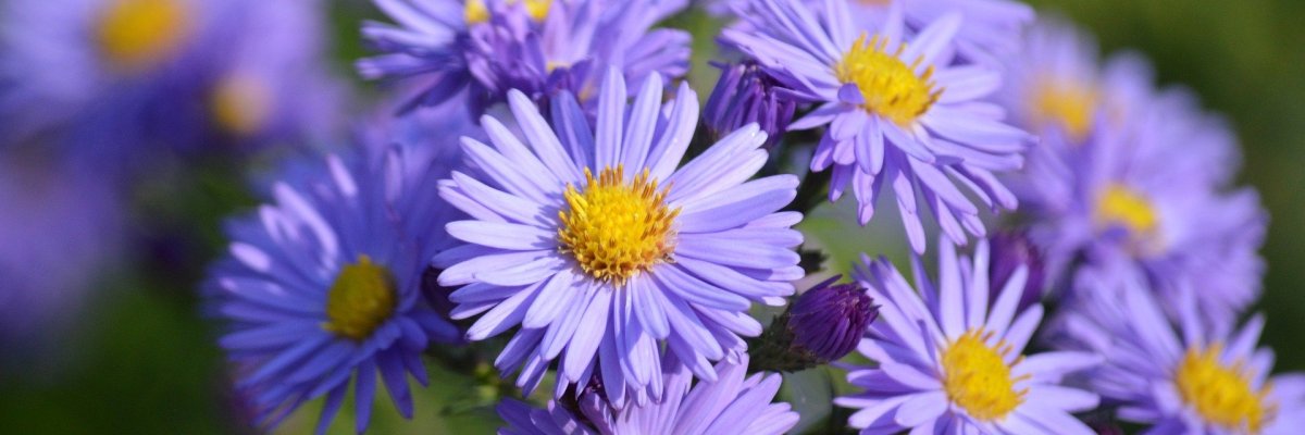 Close-up purple flowers