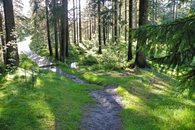 Path through the "Kleiner Kranichsee" nature reserve