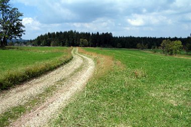 Stück des Wanderweges mit Blick in Richtung Wald